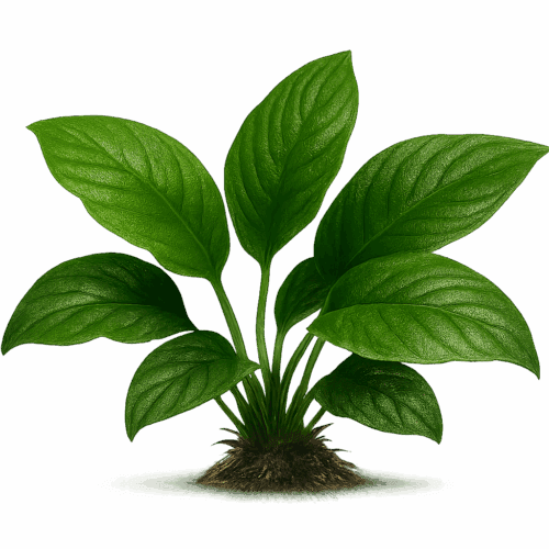 02-plantas-acuaticas