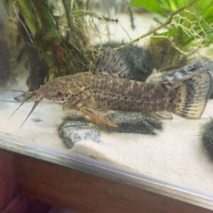 Megalechis Thoracata